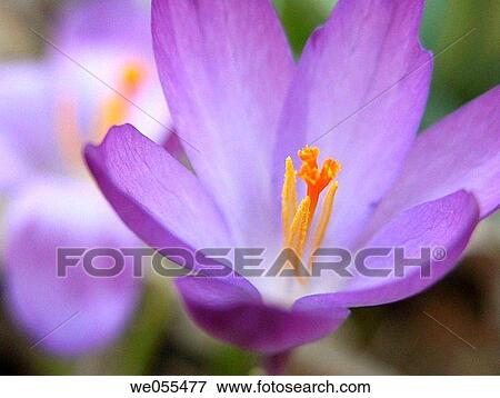 Crocus View Large Photo Image Stock Photo - Crocus. Fotosearch