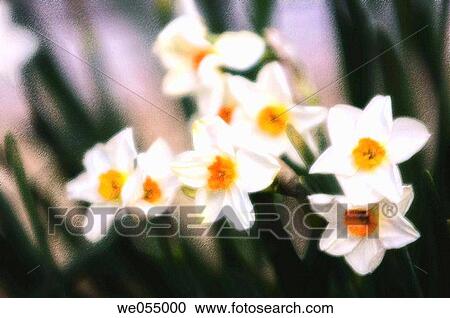 Daffodils. Narcissus hybrid. March 2006. Maryland, USA View Large Photo Image Stock Image - Daffodils. Narcissus hybrid. March 2006. Maryland, USA. Fotosearch
