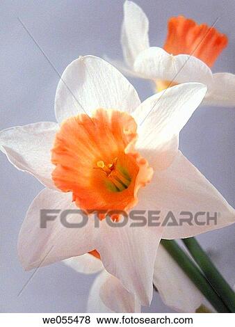 Daffodils View Large Photo Image Stock Photo - Daffodils. Fotosearch