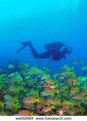 Diver by Fusilier school View Large Photo Image Stock Photo - Diver by Fusilier school. Fotosearch