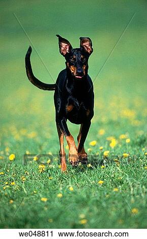 Dobermann Pinscher View Large Photo Image Stock Image - Dobermann Pinscher. Fotosearch