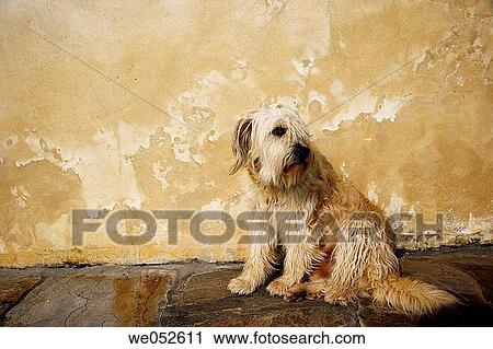 dog in Asturias, Spain View Large Photo Image Stock Image - dog in Asturias, Spain. Fotosearch