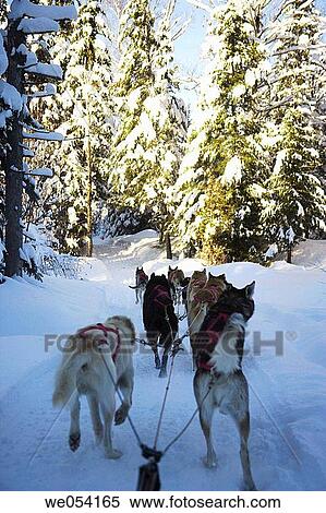 dogs in Quebec, Canada View Large Photo Image Stock Photography - dogs in Quebec, Canada. Fotosearch
