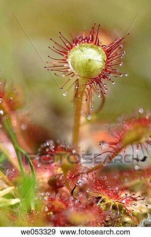 Drosera rotundifolia, Lake Ekkortr? sk, V? sterbotten, Lapland, Sweden, Scandinavia, Europe View Large Photo Image Stock Photo - Drosera rotundifolia, Lake Ekkortr? sk, V? sterbotten, Lapland, Sweden, Scandinavia, Europe. Fotosearch