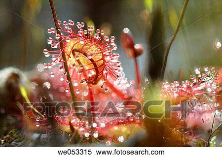 Stock Photography - Drosera rotundifolia, Lake Ekkortr? sk, V? sterbotten, Lapland, Sweden, Scandinavia, Europe. Fotosearch