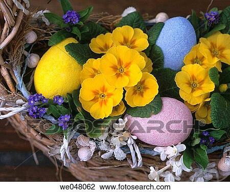 Easter basket with primroses (primula) and forget-me-nots (myosotis). April. Anacortes. Skagit County. Washington. USA. View Large Photo Image Stock Image - Easter basket with primroses (primula) and forget-me-nots (myosotis). April. Anacortes. Skagit County. Washington. USA.. Fotosearch