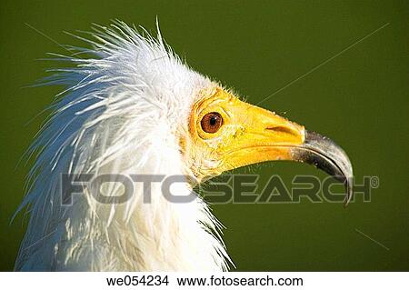 Egyptian Vulture (Neophron percnopterus) View Large Photo Image Picture - Egyptian Vulture (Neophron percnopterus). Fotosearch