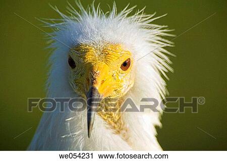 Egyptian Vulture (Neophron percnopterus) View Large Photo Image Stock Image - Egyptian Vulture (Neophron percnopterus). Fotosearch