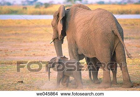 Elephant and calf. Loxodonta africana. Botswana. View Large Photo Image Picture - Elephant and calf. Loxodonta africana. Botswana.. Fotosearch
