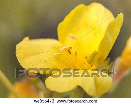 Evening primrose (Oenothera sp. ) View Large Photo Image Stock Image - Evening primrose (Oenothera sp. ). Fotosearch