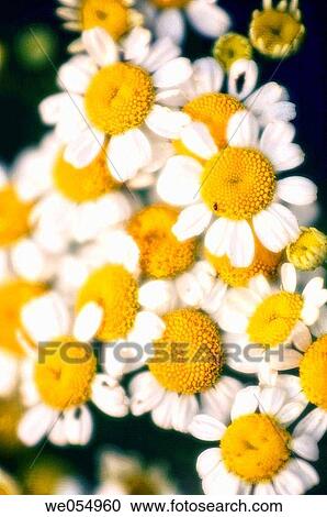 Stock Image - Feverfew. Tanacetum parthenium. August 2005. Maryland, USA. Fotosearch