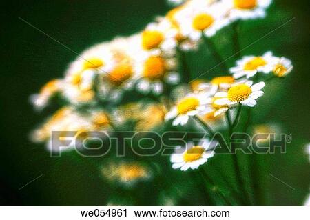 Feverfew. Tanacetum parthenium. August 2005. Maryland, USA View Large Photo Image Stock Image - Feverfew. Tanacetum parthenium. August 2005. Maryland, USA. Fotosearch