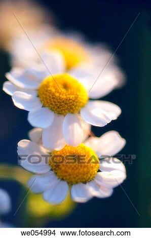 Picture - Feverfew. Tanacetum parthenium. June 2006. Maryland, USA. Fotosearch