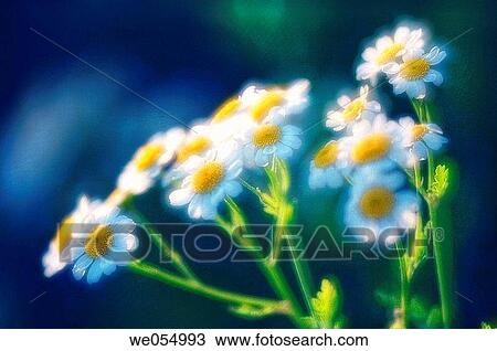Feverfew. Tanacetum parthenium. June 2006. Maryland, USA View Large Photo Image Stock Image - Feverfew. Tanacetum parthenium. June 2006. Maryland, USA. Fotosearch