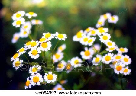 Feverfew. Tanacetum parthenium. June 2005. Maryland, USA View Large Photo Image Stock Photo - Feverfew. Tanacetum parthenium. June 2005. Maryland, USA. Fotosearch