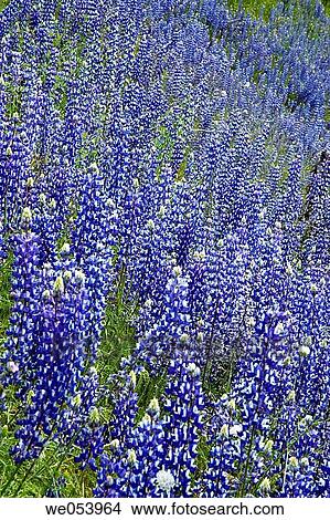 Field of lupins in Yosemite National Park. California. USA View Large Photo Image Picture - Field of lupins in Yosemite National Park. California. USA. Fotosearch