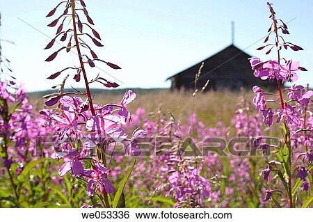 Fireweed (Epilobium angustifulium) in front of an old wooden farm-house. Skaulo, Norrland, Lapland, Sweden, Scandinavia, Europe. Sub-Arctic View Large Photo Image Stock Photograph - Fireweed (Epilobium angustifulium) in front of an old wooden farm-house. Skaulo, Norrland, Lapland, Sweden, Scandinavia, Europe. Sub-Arctic. Fotosearch