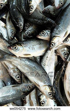 Stock Photography - Fish. Farmers market. Manila. Philippines. Fotosearch