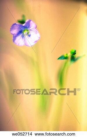 Flax Flower. Linum usitatissimum. June 2006. Maryland, USA View Large Photo Image Picture - Flax Flower. Linum usitatissimum. June 2006. Maryland, USA. Fotosearch