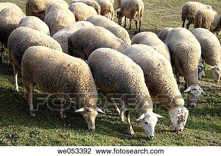 Flock (Ovis aries) View Large Photo Image Stock Image - Flock (Ovis aries). Fotosearch