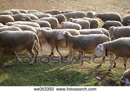 Flock (Ovis aries) View Large Photo Image Stock Image - Flock (Ovis aries). Fotosearch