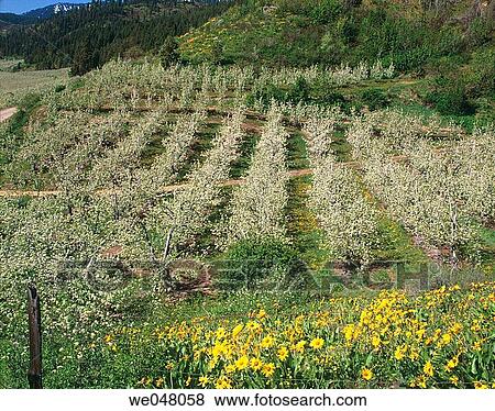 Flowering Balsamroot (Balsamorhiza sagittata) above Pear Orchard in spring bloom. April. Peshastin, Chelan County, Eastern Washington, U. S. A. View Large Photo Image Stock Photo - Flowering Balsamroot (Balsamorhiza sagittata) above Pear Orchard in spring bloom. April. Peshastin, Chelan County, Eastern Washington, U. S. A.. Fotosearch