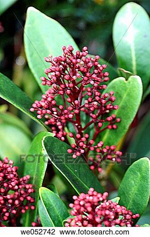 Stock Image - Flowers (Skimmia sp. ). Fotosearch