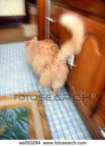 Fluffy Cat Running View Large Photo Image Picture - Fluffy Cat Running. Fotosearch
