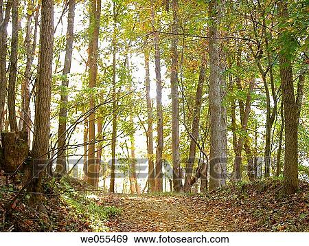 Stock Photo - Forest path. Appalachian foothills, Southeast Ohio, USA.. Fotosearch