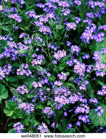 Forget-me-nots. (Myosotis alpestris) May. Morning Light. Fidalgo Island, Skagit County, Washington, U. S. A. View Large Photo Image Stock Image - Forget-me-nots. (Myosotis alpestris) May. Morning Light. Fidalgo Island, Skagit County, Washington, U. S. A.. Fotosearch