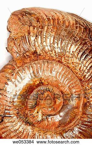 Fossil (Ammonite sp. ) View Large Photo Image Picture - Fossil (Ammonite sp. ). Fotosearch