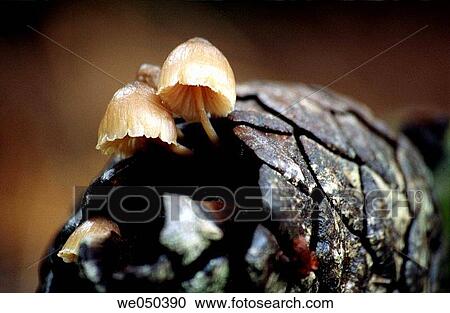 Fungi on pine cone, Teide National Park. Tenerife, Canary Islands, Spain View Large Photo Image Stock Image - Fungi on pine cone, Teide National Park. Tenerife, Canary Islands, Spain. Fotosearch