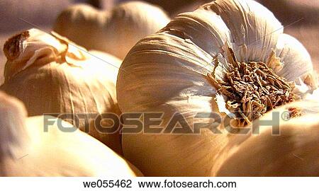 Stock Image - Garlic. Fotosearch