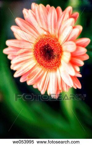 Gerbera, transvaal daisy. Gerbera jamesonii. October 2006. Maryland, USA View Large Photo Image Stock Photography - Gerbera, transvaal daisy. Gerbera jamesonii. October 2006. Maryland, USA. Fotosearch