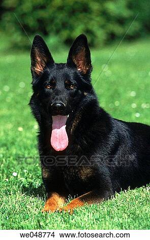 German Shepherd View Large Photo Image Picture - German Shepherd. Fotosearch
