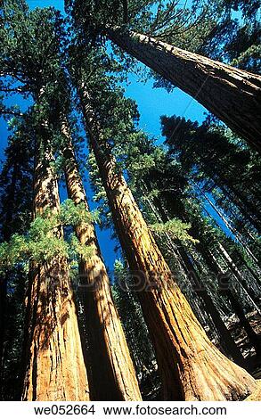 Giant Sequoia, Mariposa Grove, Yosemite NP, California View Large Photo Image Picture - Giant Sequoia, Mariposa Grove, Yosemite NP, California. Fotosearch