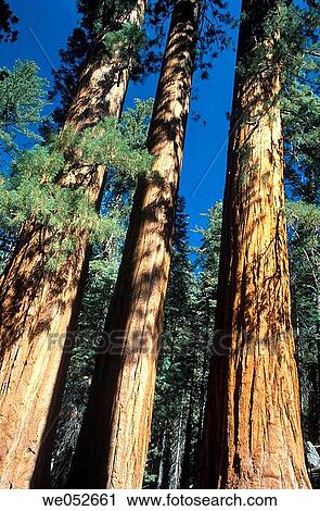 Giant Sequoia, Mariposa Grove, Yosemite NP, California View Large Photo Image Stock Image - Giant Sequoia, Mariposa Grove, Yosemite NP, California. Fotosearch
