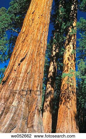 Giant Sequoia, Mariposa Grove, Yosemite NP, California View Large Photo Image Stock Image - Giant Sequoia, Mariposa Grove, Yosemite NP, California. Fotosearch