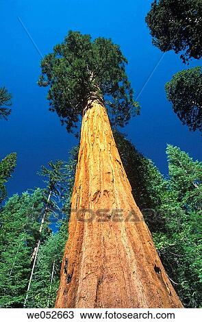 Giant Sequoia, Mariposa Grove, Yosemite NP, California View Large Photo Image Stock Image - Giant Sequoia, Mariposa Grove, Yosemite NP, California. Fotosearch