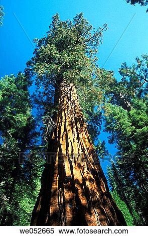 Giant Sequoia, Mariposa Grove, Yosemite NP, California View Large Photo Image Stock Photography - Giant Sequoia, Mariposa Grove, Yosemite NP, California. Fotosearch