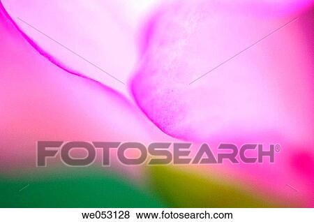Gladiolus flower petal detail View Large Photo Image Stock Photo - Gladiolus flower petal detail. Fotosearch
