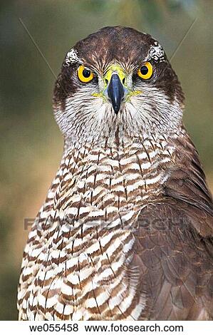 Goshawk (Accipiter gentilis) View Large Photo Image Stock Photo - Goshawk (Accipiter gentilis). Fotosearch
