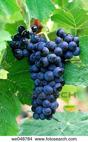 Grapes View Large Photo Image Picture - Grapes. Fotosearch