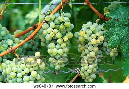 Grapes View Large Photo Image Stock Photo - Grapes. Fotosearch