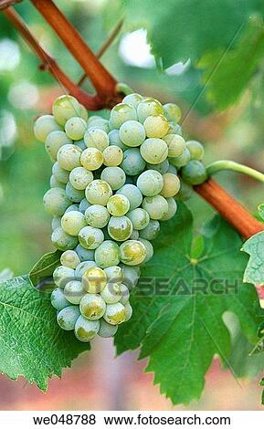 Stock Photo - Grapes. Fotosearch