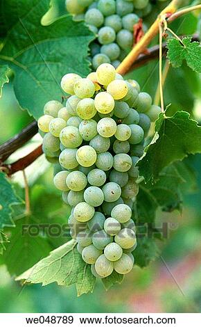 Grapes View Large Photo Image Stock Photo - Grapes. Fotosearch
