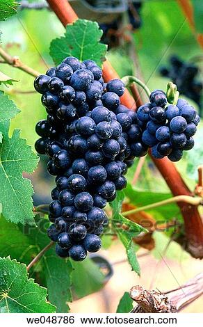 Grapes View Large Photo Image Stock Photograph - Grapes. Fotosearch