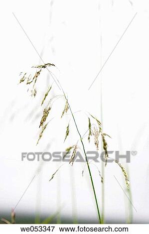 Stock Photo - Grass. Fjell near Mo i Rana, Nordland, Norway, Scandinavia, Europe.. Fotosearch