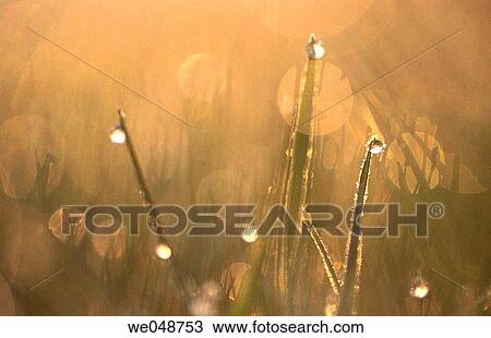 Grass with waterdrops. Bavaria, Germany View Large Photo Image Stock Image - Grass with waterdrops. Bavaria, Germany. Fotosearch