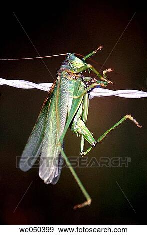 Grasshopper catched by shrike View Large Photo Image Stock Photo - Grasshopper catched by shrike. Fotosearch